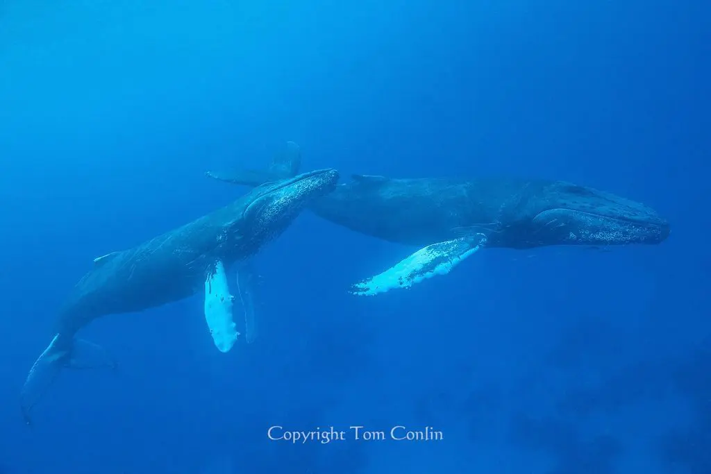 Humpback Whales on the Silver Bank | Explorer Ventures Fleet® Humpback Whale Silver Bank | Tom Conlin