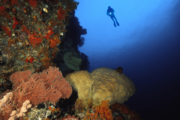Banda Sea_Indonesia_EV Post-Canva Credit_no sell_no third party