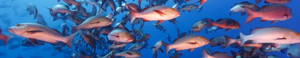 Explorer Ventures Fleet News blog