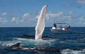 Silver Bank Humpback whale