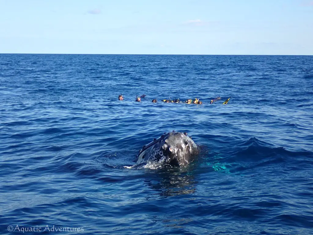 Humpback Whales on the Silver Bank | Explorer Ventures Fleet® Aquatic-Adventures-Feb-2020. Humpback Whale on the Silver Bank.