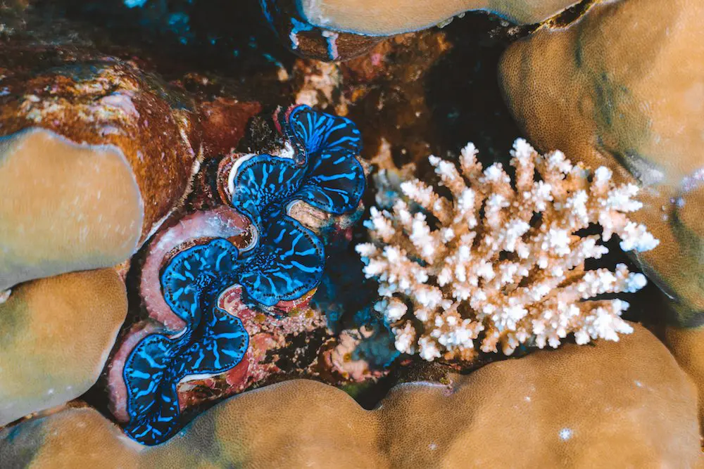 Mini Clam, Palau Scuba Diving