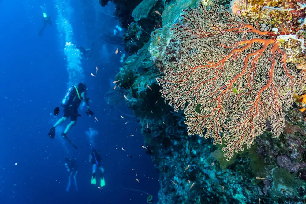 People Diving in Palau