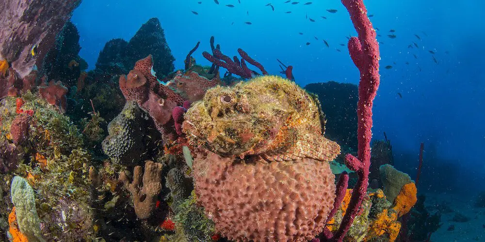 Explorer Ventures Fleet coral reef Saba