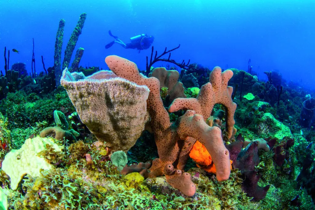 Welcome Aboard Explorer Ventures Fleet | Explorer Ventures Fleet® Saba underwater scuba