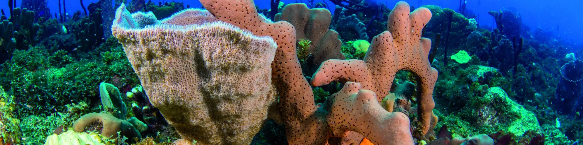 Saba underwater scuba