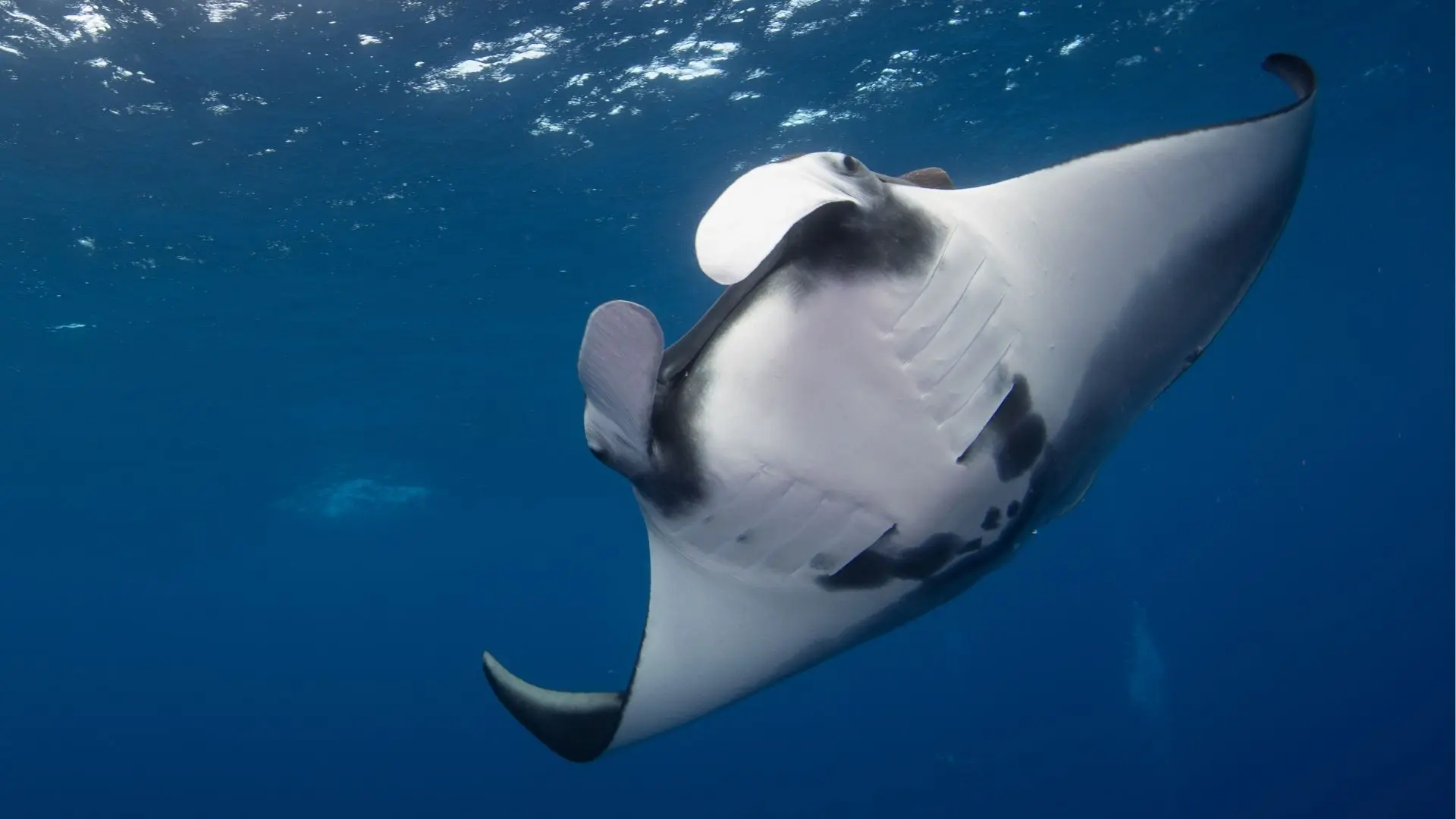 Year of Savings / Current Special