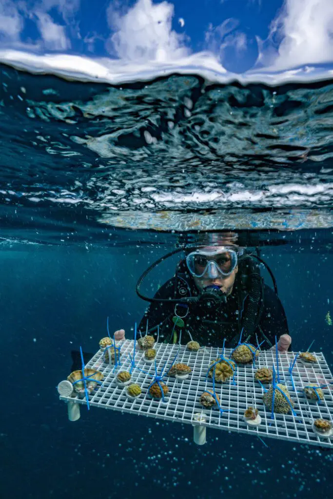 Protecting Coral, One Dive at a Time. | Explorer Ventures Fleet® TC Reef Fund RumPowered Research East Caicos 2025 Pat Photos DSC01037 | Explorer Ventures Fleet® Liveaboard Diving