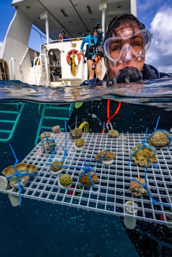 Protecting Coral, One Dive at a Time. | Explorer Ventures Fleet® TC Reef Fund RumPowered Research East Caicos 2025 Pat Photos DSC01039 | Explorer Ventures Fleet® Liveaboard Diving