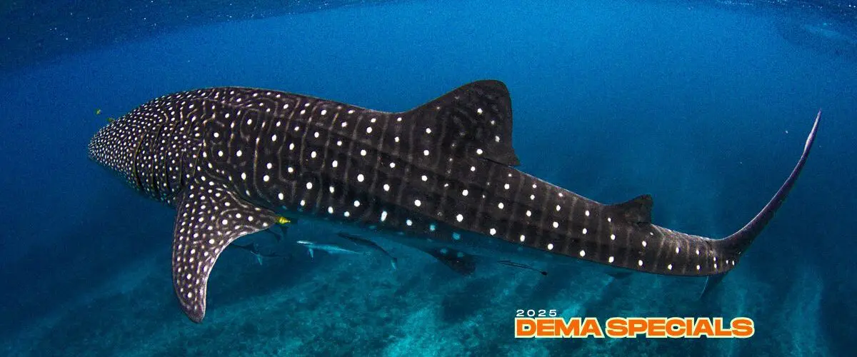 DEMA Specials 2025 Group Travel Explorer Ventures