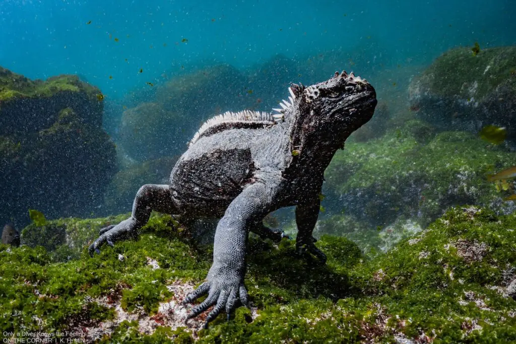 Marine Iguana in Galapagos - KH Min