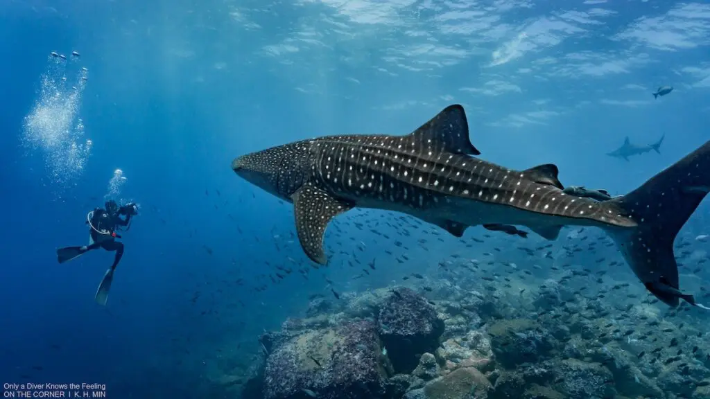 Whale sharks in Galapagos Diving -KH Min