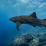 Whale sharks in Galapagos Diving -KH Min