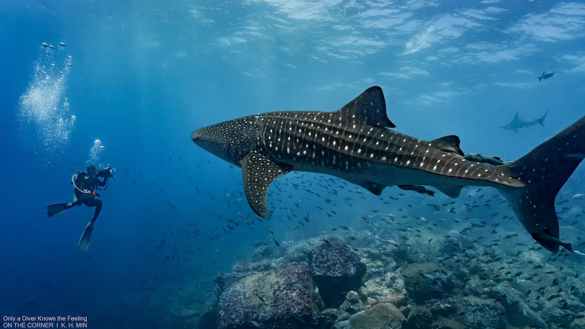 Whale sharks in Galapagos Diving -KH Min