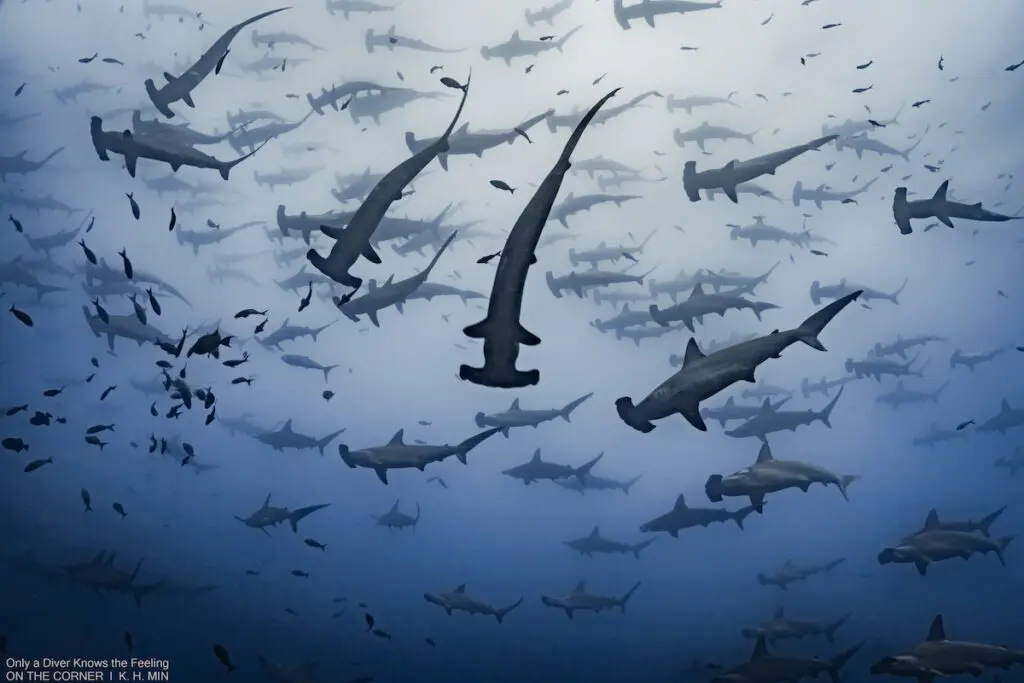 Galapagos Hammerhead Sharks - KH Min