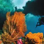 Dive Halmahera
