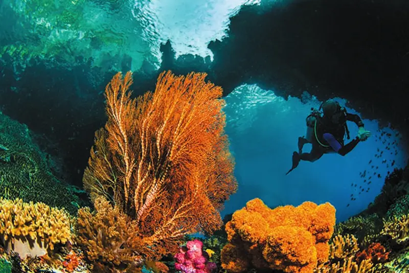 Dive Halmahera