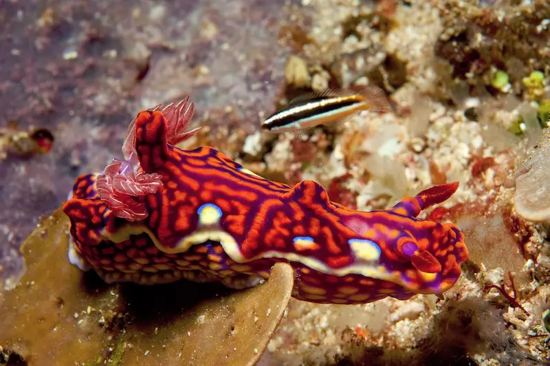 Halmahera & Morotai: Indonesia’s Remote Frontier for Liveaboard Diving | Explorer Ventures Fleet® Dive Halmahera