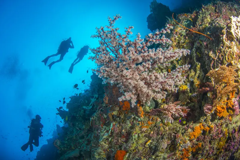 Halmahera & Morotai: Indonesia’s Remote Frontier for Liveaboard Diving | Explorer Ventures Fleet® Dive Halmahera