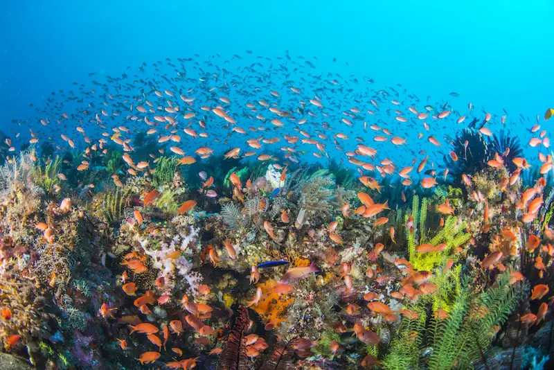 Halmahera & Morotai: Indonesia’s Remote Frontier for Liveaboard Diving | Explorer Ventures Fleet® Didier Brandelet Komss16 3645 1 | Explorer Ventures Fleet® Liveaboard Diving