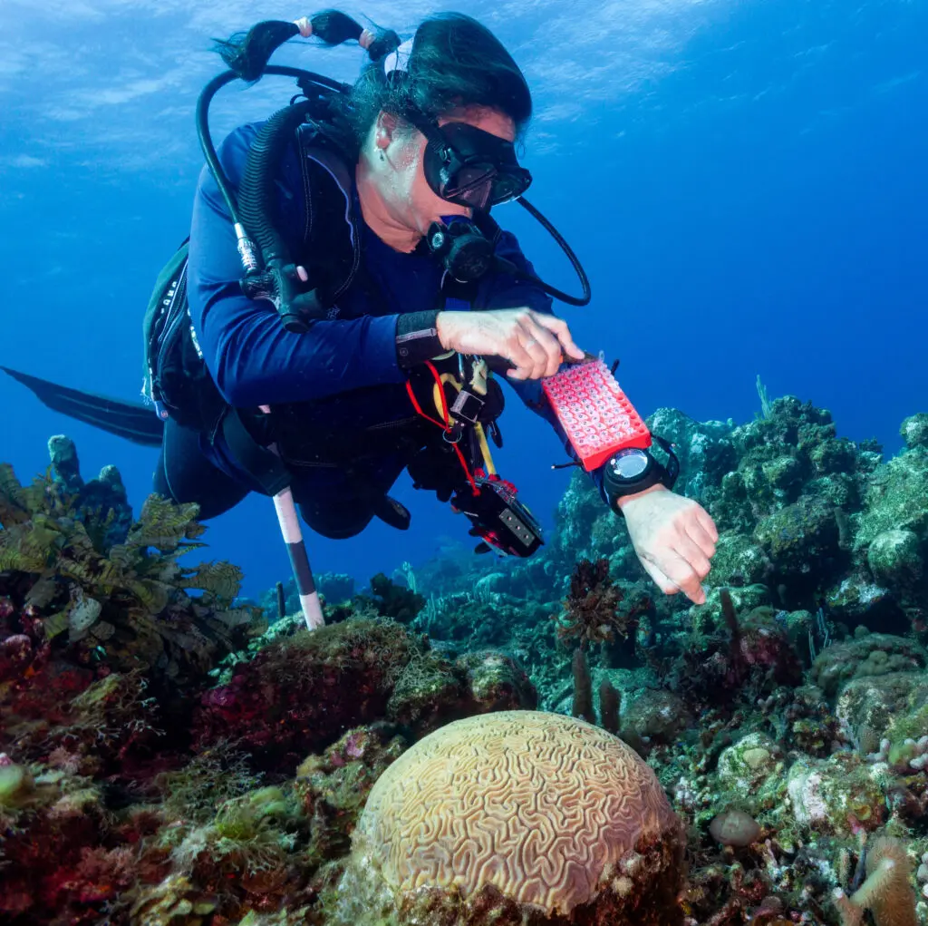 From Research Trip to Conservation Community: RumPowered Research® in East Caicos | Explorer Ventures Fleet® DSC03150 | Explorer Ventures Fleet® Liveaboard Diving