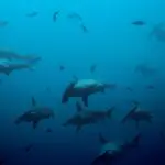 El Nino and your Dive Trip - Explorer Ventures Fleet