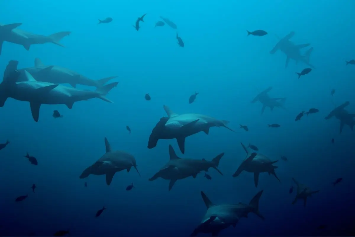 El Niño and Your Dive Trip: What We’re Seeing Across the Fleet | Explorer Ventures Fleet® El Nino and your Dive Trip - Explorer Ventures Fleet