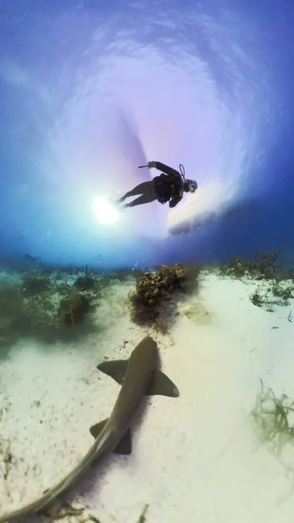Derek Phillips - Nurse Shark in Turks & Caicos