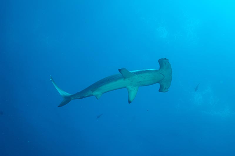 Galapagos shark diving photo