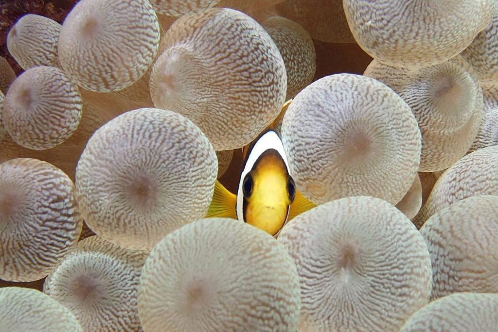 maldives underwater diving