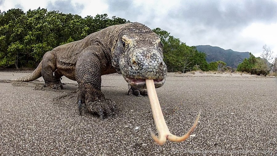Komodo Dragon, Flores Island | Scuba Dive Indonesia