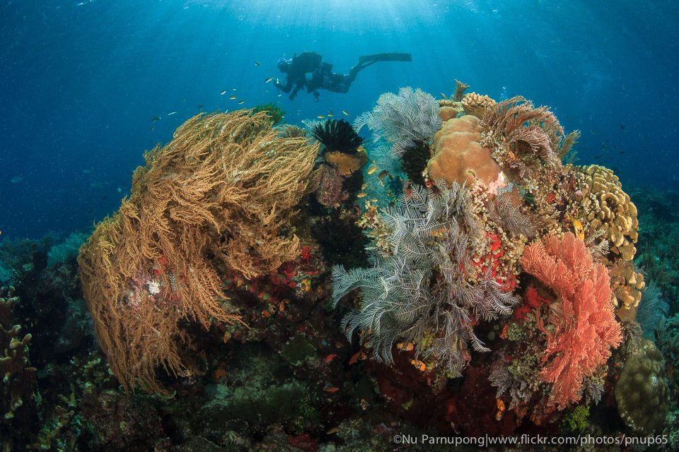 UW RajaAmpat 4 | Explorer Ventures Fleet® Liveaboard Diving