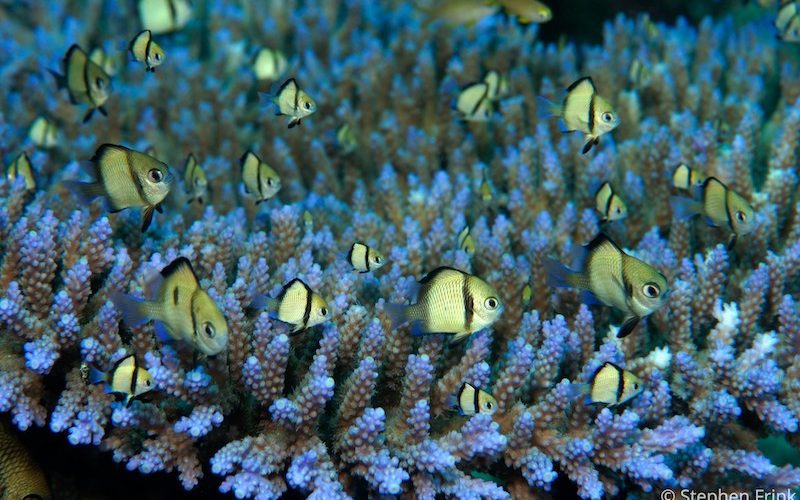 Scuba Diving Raja Ampat Indonesia - videos