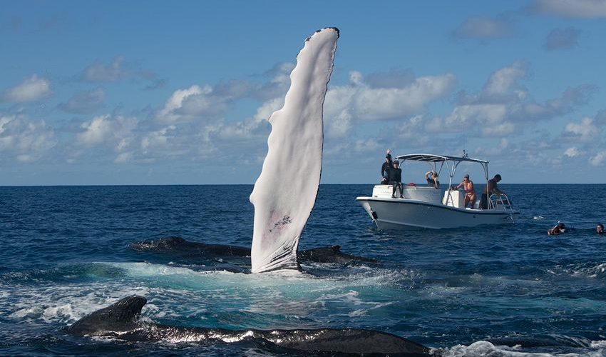 Silver Bank Humpback Whale Expeditions | Silver Bank