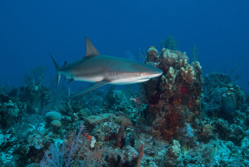 Turks & Caicos Explorer II, Shark Underwater