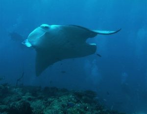 Manta Ray / New Emperor Explorer / Guest Photo: Fernando Garcia-Herreros