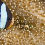scuba diving maldives | Emperor Explorer | Maldvies best dive sites