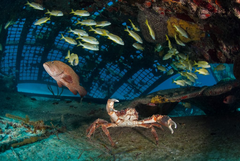 Thunderdome Dive Site in the Turks & Caicos Islands