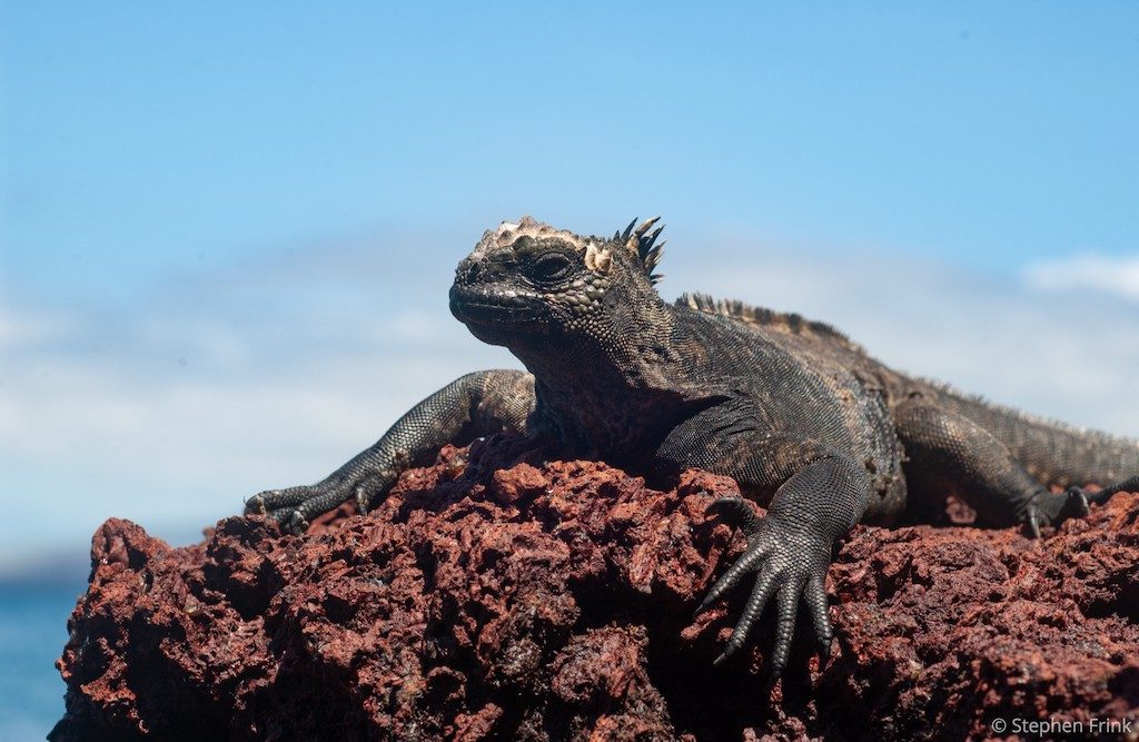 Iguana, Galapagos Islands | Explorer Ventures