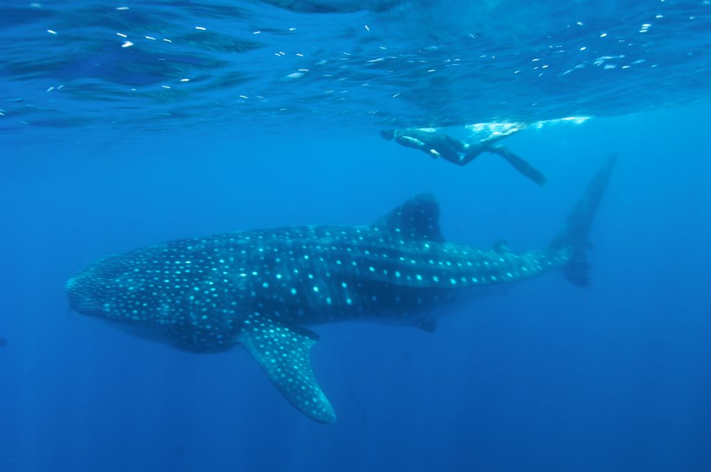 Whaleshark snorkeler Humboldt Explorer Galapagos Explorer Ventures Liveaboard Diving | Explorer Ventures Fleet® Liveaboard Diving