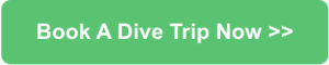 book dive trip holidays