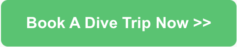 book dive trip holidays