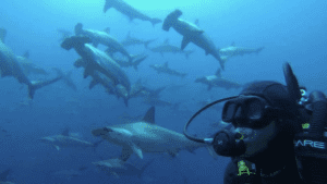 galapagos hammerhead shark diving