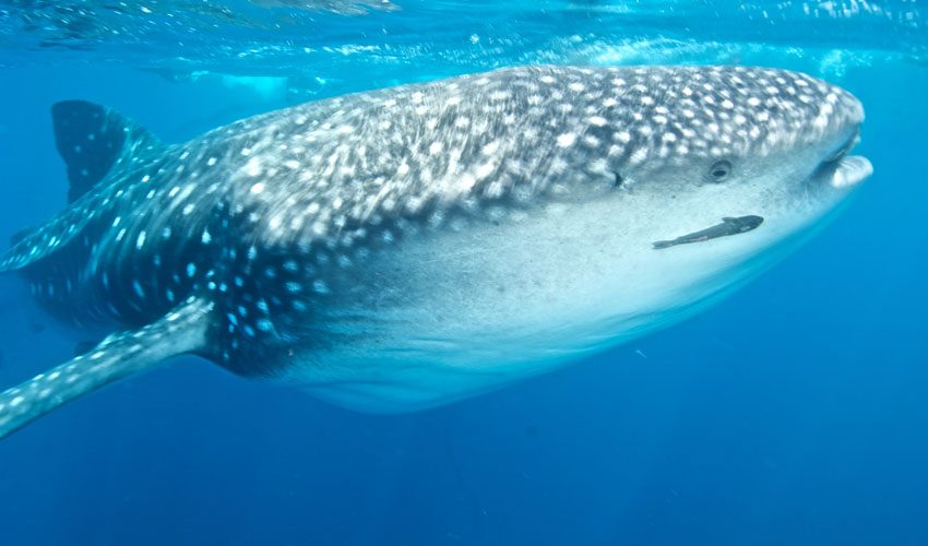 maldives deep south diving
