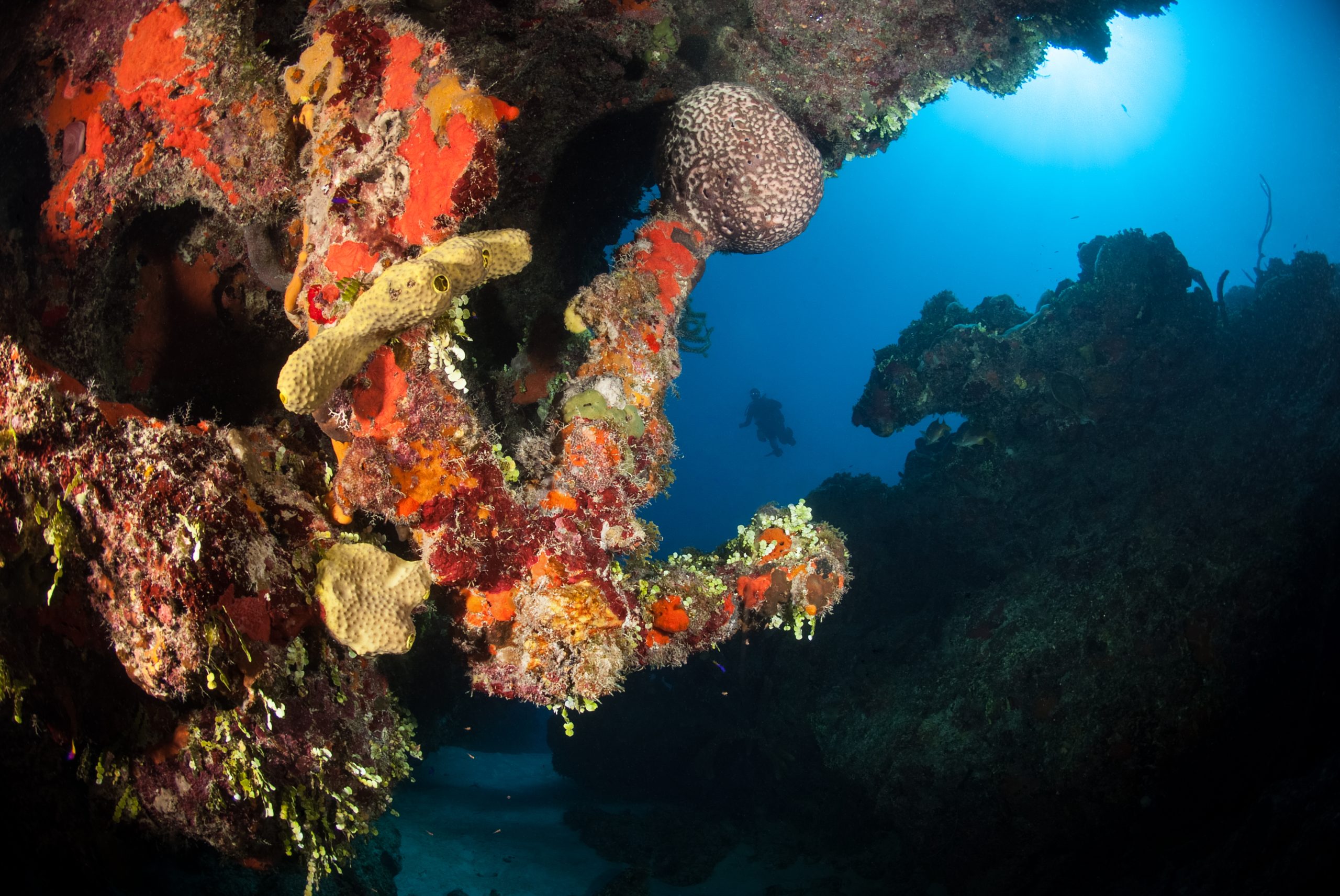 best diving in turks and caicos