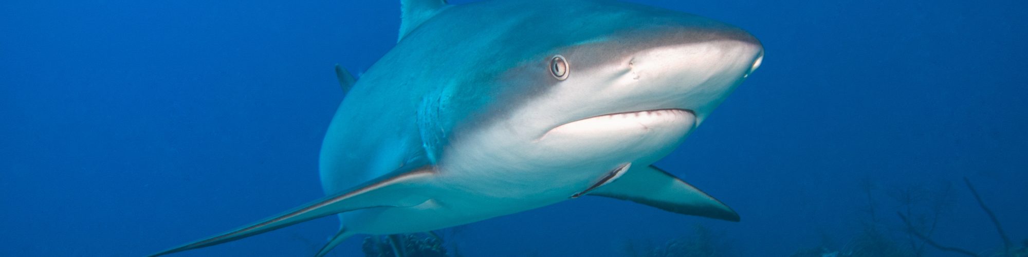 shark diving holidays