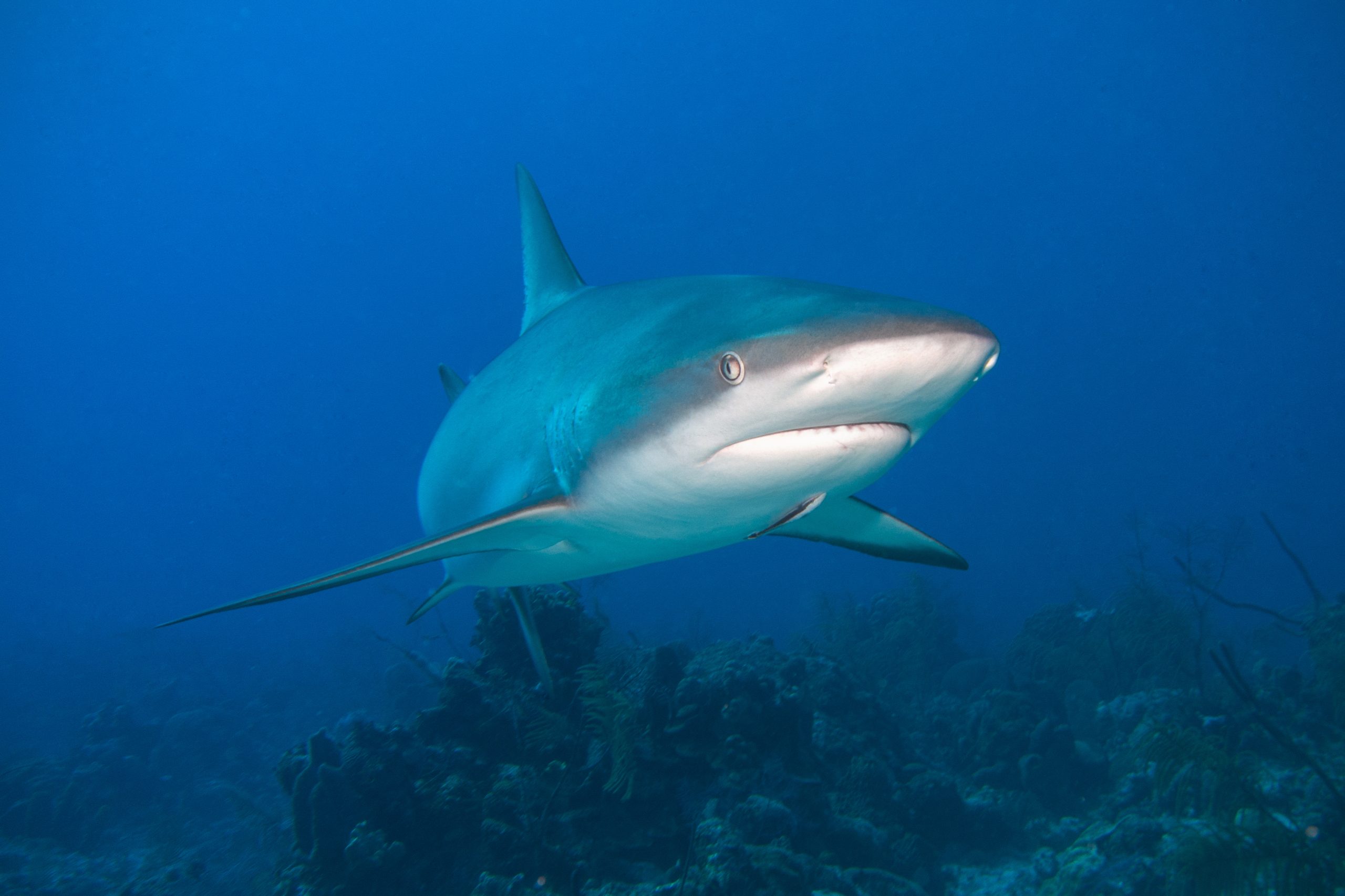 Shark at a Dive Site in the Turks & Caicos Islands