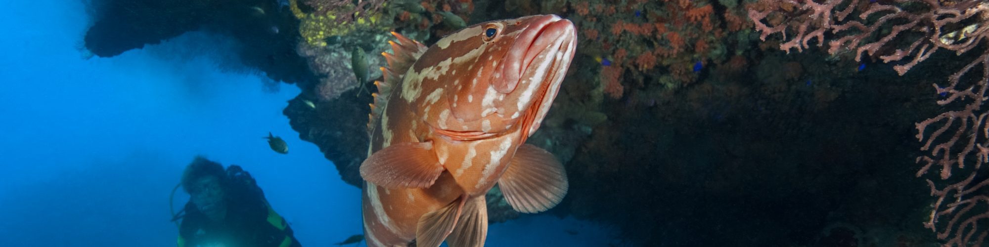 TRAVEL ADVISORY BY DESTINATION | Explorer Ventures Fleet® UW Saba 29 1 | Explorer Ventures Fleet® Liveaboard Diving