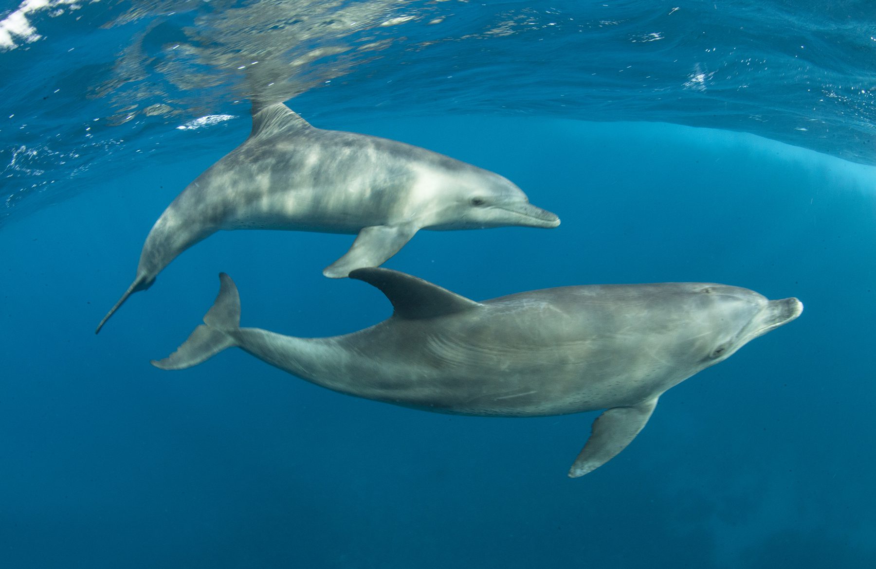 Dolphins in the Red Sea | Explorer Ventures Fleet