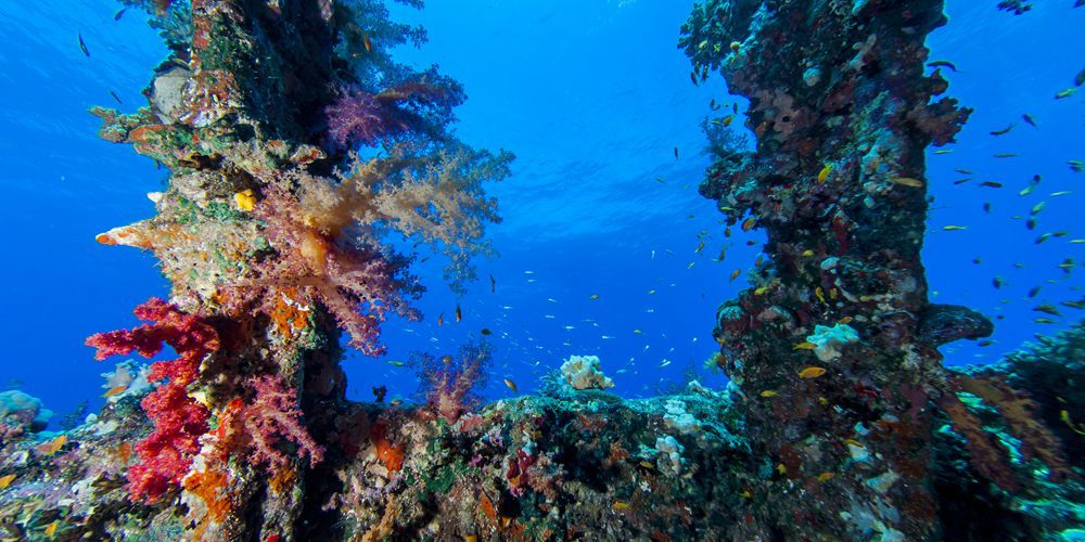 red sea diving - famous wreck of the carnatic.